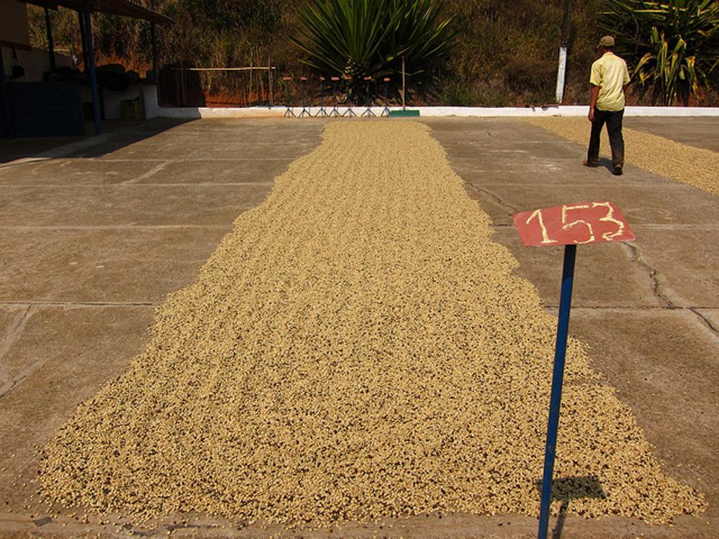 coffee drying in the sun