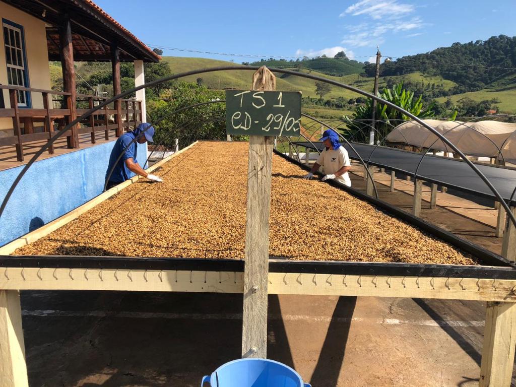 harvested coffee in a truck being inspected