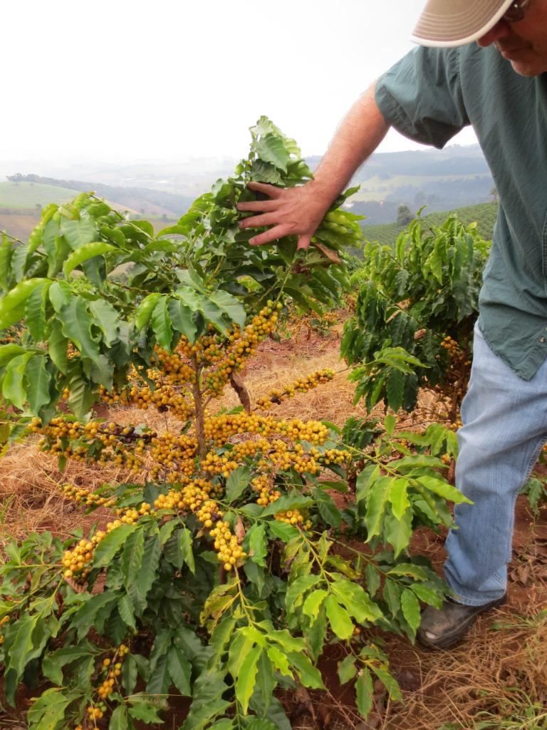 coffee plant being inspected