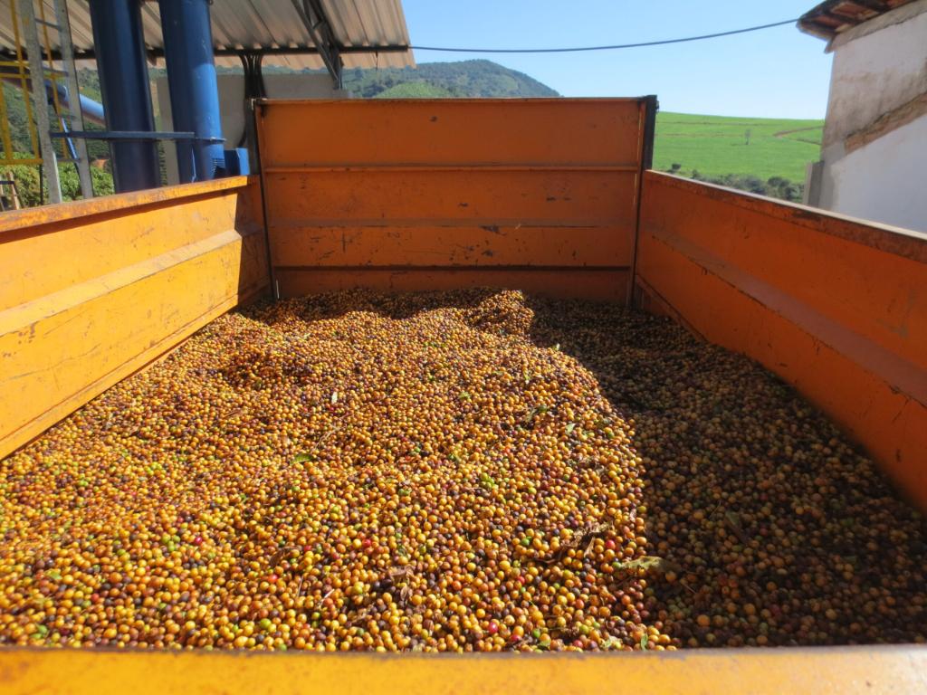 harvested coffee in a truck