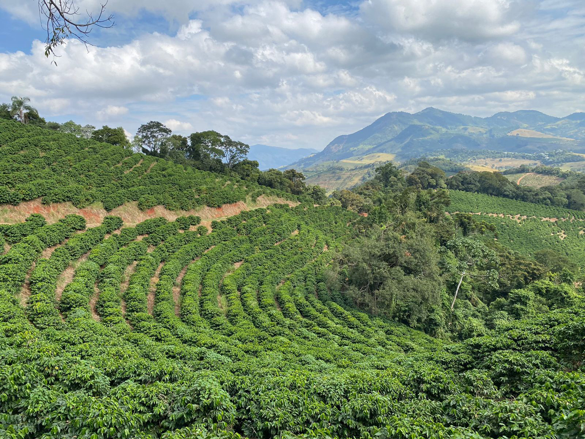 coffee plant crop