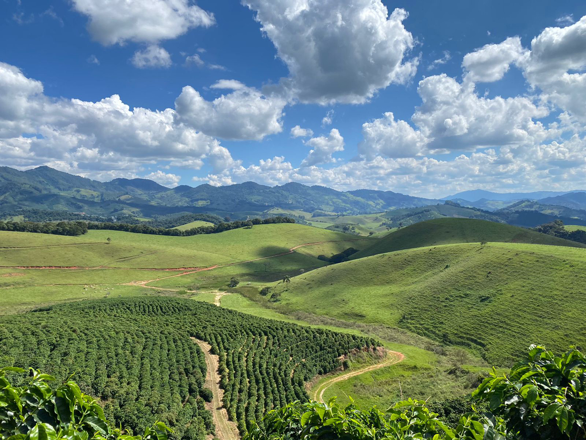 aerial view of a coffee farm