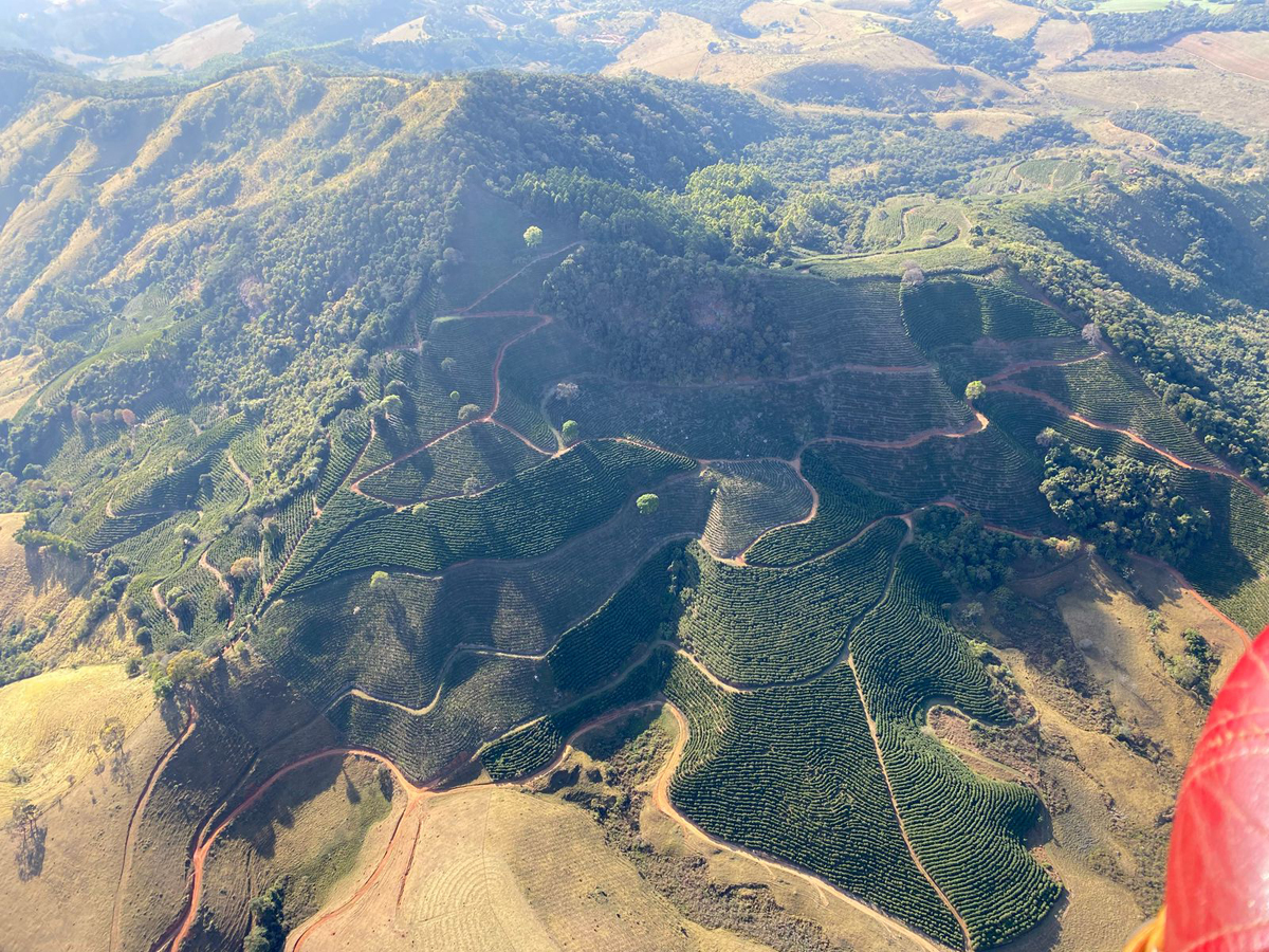 aerial view of a coffee farm