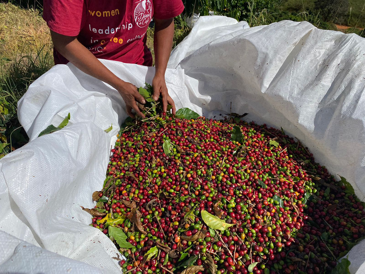 freshly picked coffee cherries