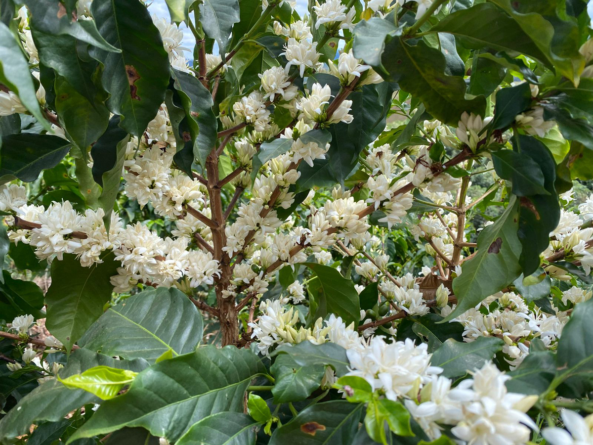 coffee plant blossoms